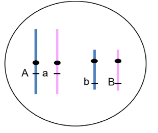 If the genes are on separate chromosomes, would crossing-over and recombination affect the gamete genotypes that were produced?