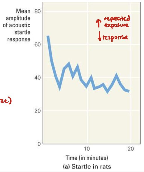 <ul><li><p>Initially, rodents respond to a loud noise with a reflexive muscular response (jump/freeze)</p></li><li><p>After many repeated trials where the noise is not followed by any danger, the response decreases</p><ul><li><p>Rodents are made to think that the stimulus is unimportant because nothing follows it</p></li></ul></li></ul><p></p>