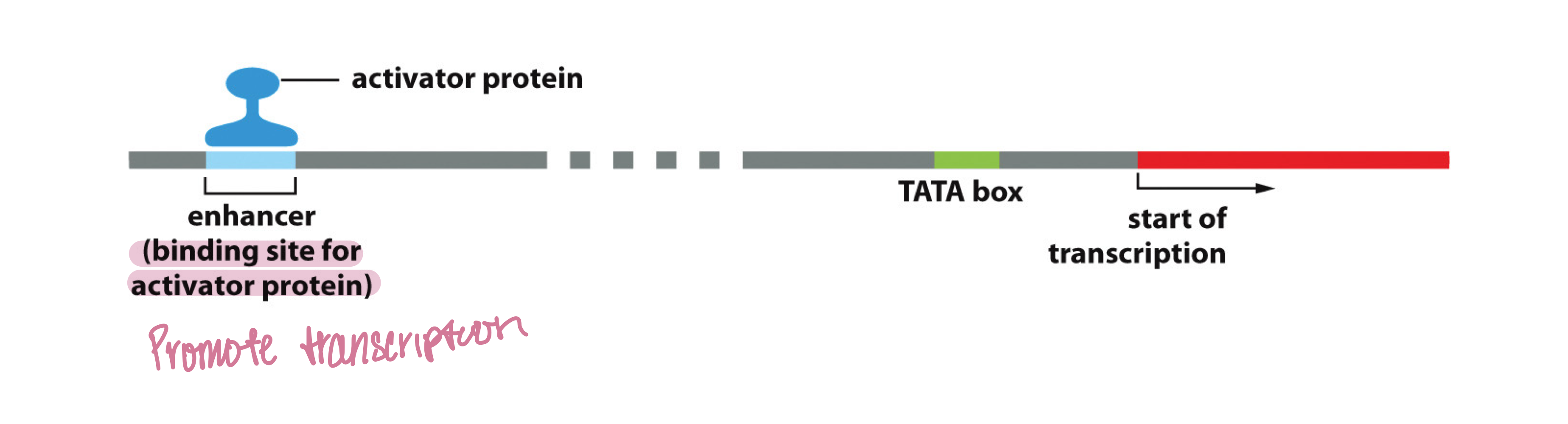 <p><strong>Sequence-specific</strong> transcription factors (<strong>activators</strong>) bind to <strong>enhancers</strong> using the mediator protein complex</p>