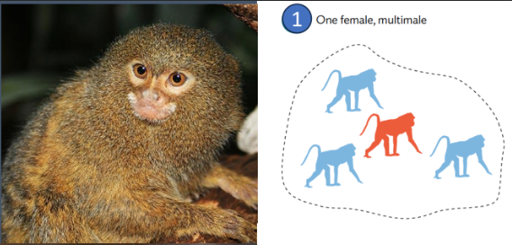 <ol><li><p>“Poly<u>androus</u>”</p></li><li><p>Males <u>help </u>rear <u>offspring</u></p></li></ol><p></p>