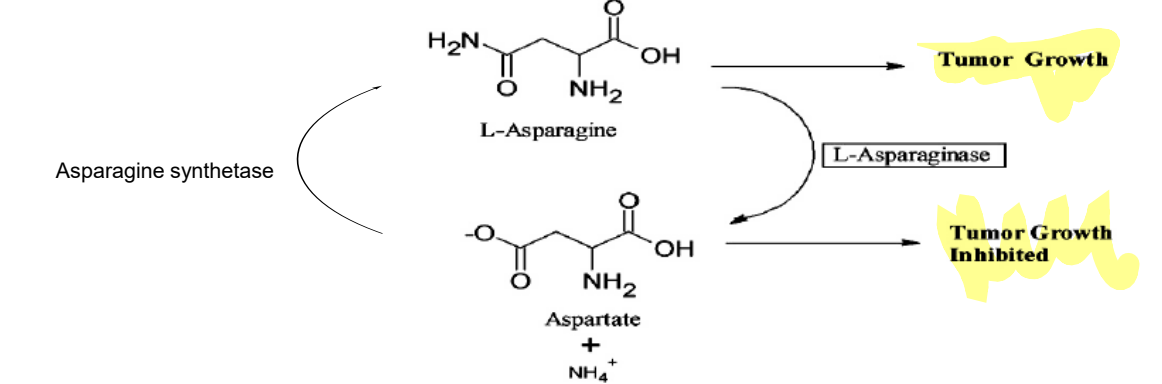 <p>L-asparaginase (limits tumor growth)</p>