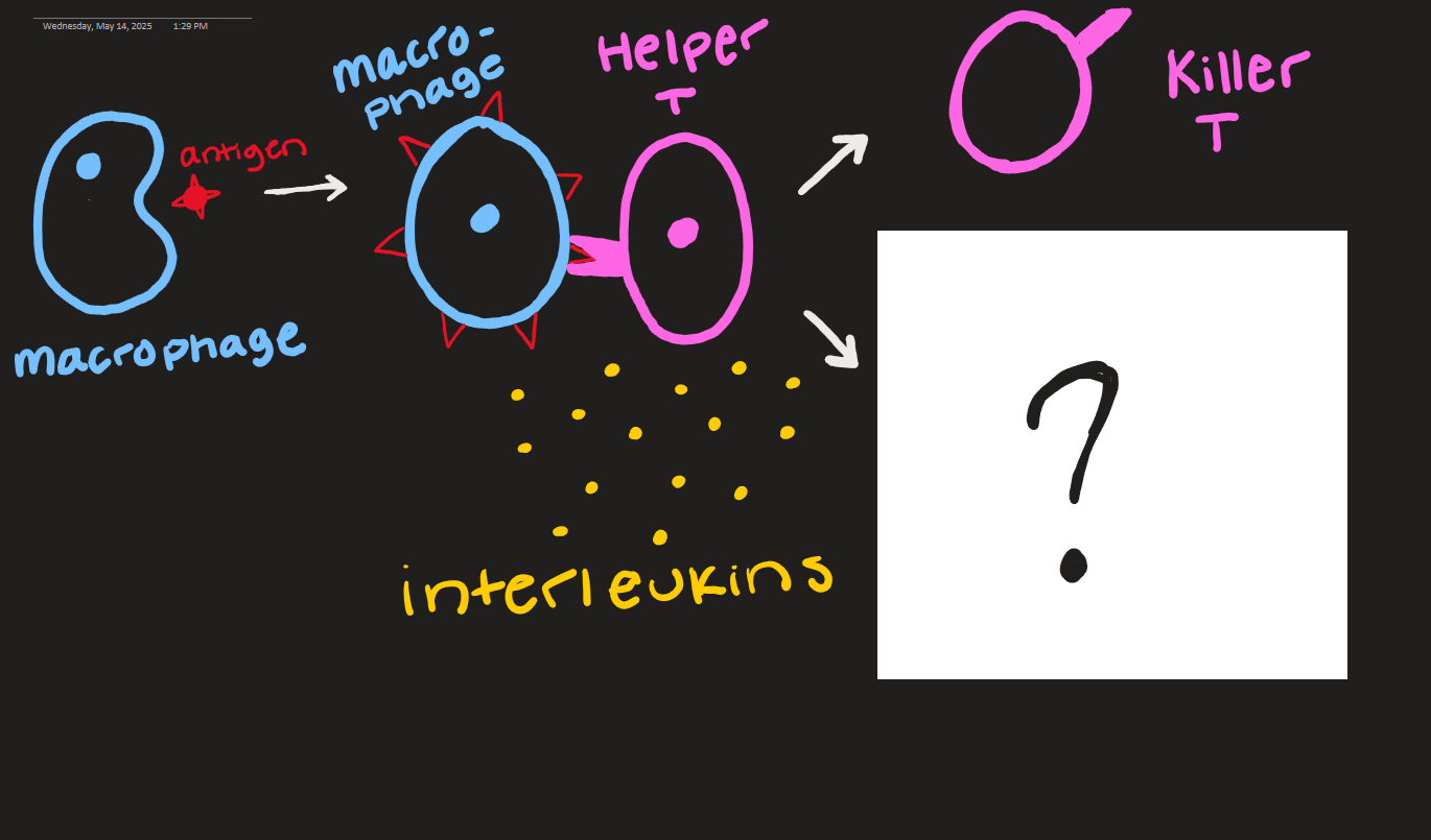 <p>what goes here?</p>
