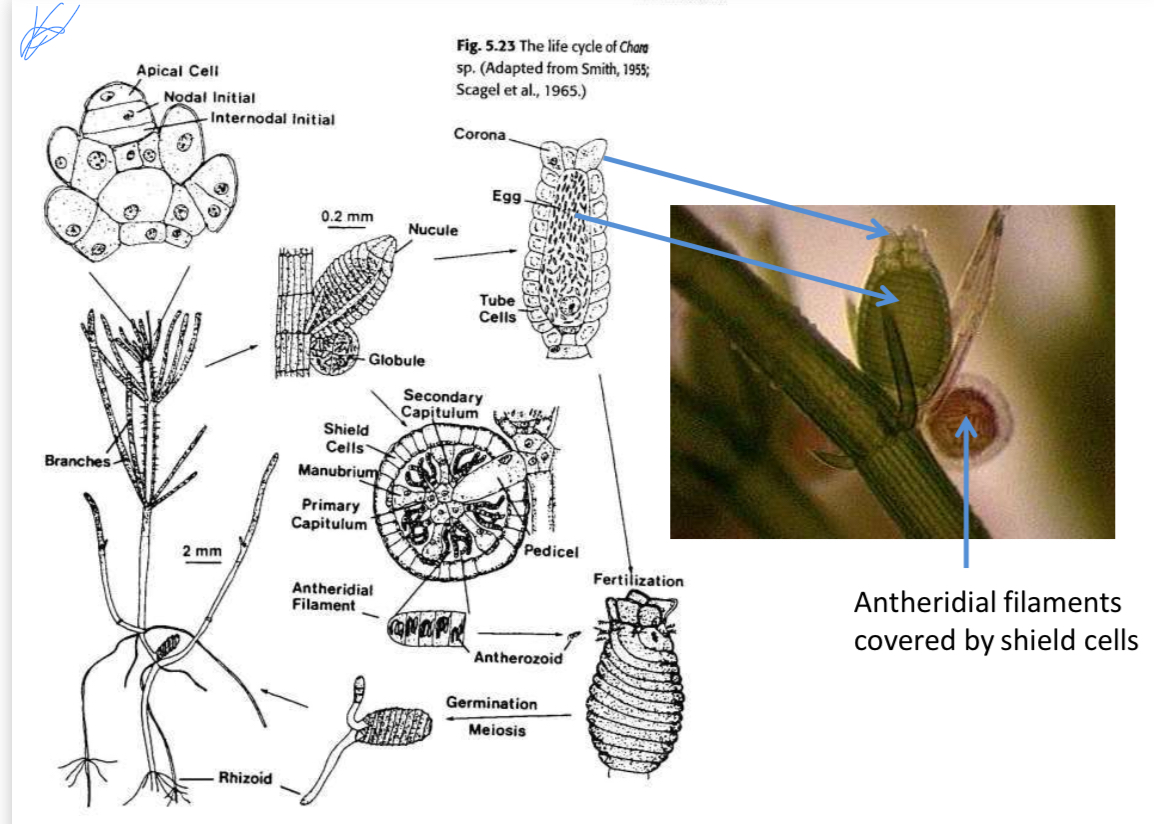 <ul><li><p>globule or antheridium (male) producing biflagellate antherozoids </p></li><li><p>Nucule or archegonium (female) with oogonium </p></li></ul>