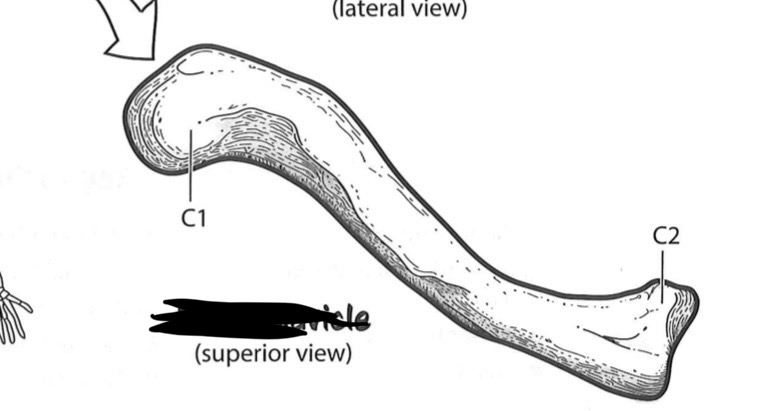 <p>C2</p>