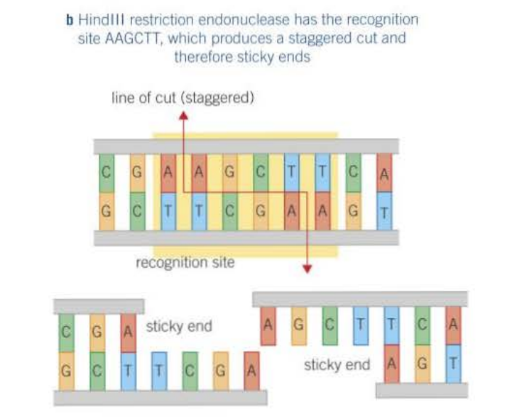 <p>The cut occurs in a staggered fashion, where each strand in the DNA has exposed, unpaired bases - the base sequences of the ends are opposites of each other i.e. palindromes</p>