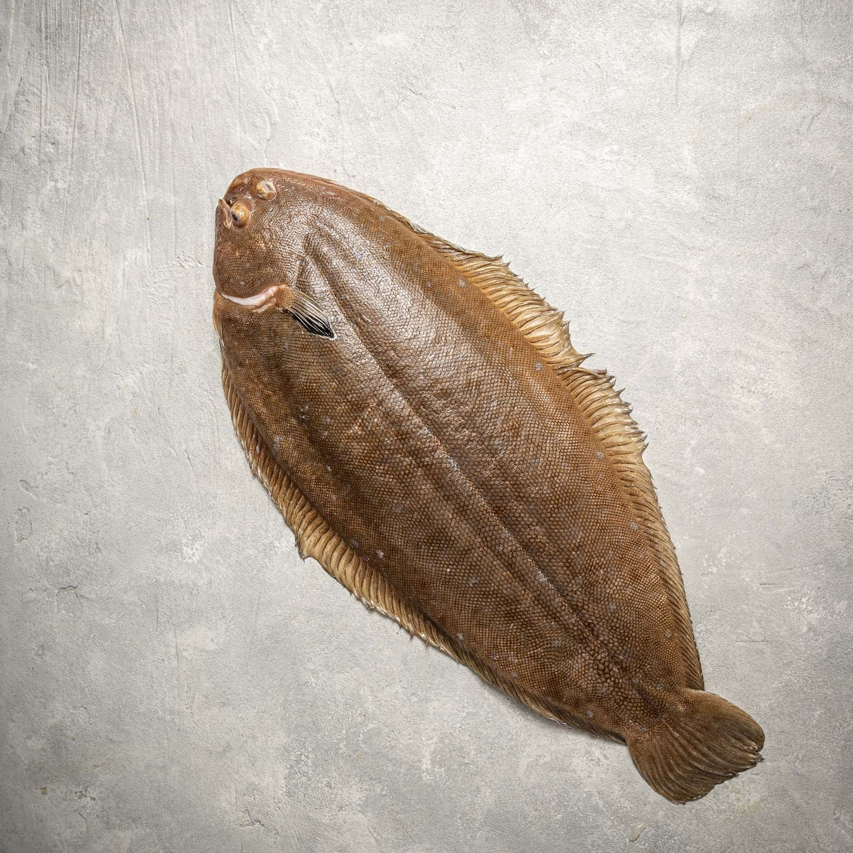<p>what fish</p>