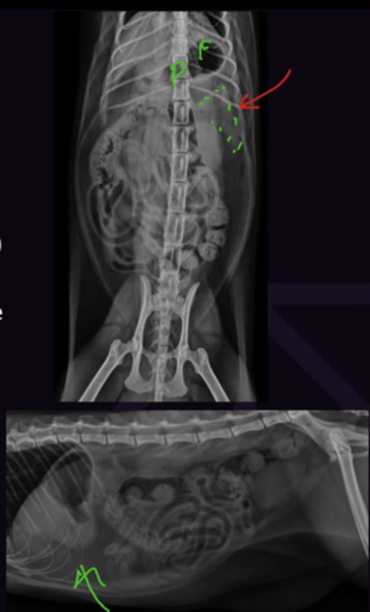 <p>1. More fat in cats</p><p>2. Stomach is J shaped, pylorus is on the midline (on the right in dogs)</p><p>3. Kidneys are closer to parallel (Right more caudal) and easier to see</p><p>4. Should not be seen</p><p>5. Have fat ventral to liver making liver look small . USe gastric axis for liver size</p><p>6. May have all intestines on 1 side. If displacement is being caused my a tumour and not fat it will be obvious</p>