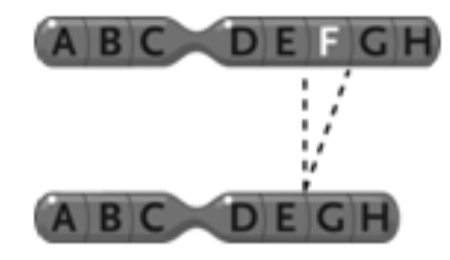 <p><span style="background-color: transparent; font-family: "Times New Roman", serif;"><span>44. The change in the chromosome depicted between the top and the bottom in the accompanying figure represents a(n) ____.</span></span></p><table style="min-width: 75px;"><colgroup><col style="min-width: 25px;"><col style="min-width: 25px;"><col style="min-width: 25px;"></colgroup><tbody><tr><td colspan="1" rowspan="1" style="vertical-align: top; overflow: hidden; overflow-wrap: break-word;"><p><span style="background-color: transparent;"><span> </span></span></p></td><td colspan="1" rowspan="1" style="vertical-align: top; padding: 1.5pt 0pt; overflow: hidden; overflow-wrap: break-word;"><p><span style="background-color: transparent; font-family: "Times New Roman", serif;"><span>a. </span></span></p></td><td colspan="1" rowspan="1" style="vertical-align: top; padding: 1.5pt 20pt 1.5pt 0pt; overflow: hidden; overflow-wrap: break-word;"><p><span style="background-color: transparent; font-family: "Times New Roman", serif;"><span>inversion</span></span></p></td></tr><tr><td colspan="1" rowspan="1" style="vertical-align: top; overflow: hidden; overflow-wrap: break-word;"><p><span style="background-color: transparent;"><span> </span></span></p></td><td colspan="1" rowspan="1" style="vertical-align: top; padding: 1.5pt 0pt; overflow: hidden; overflow-wrap: break-word;"><p><span style="background-color: transparent; font-family: "Times New Roman", serif;"><span>b. </span></span></p></td><td colspan="1" rowspan="1" style="vertical-align: top; padding: 1.5pt 20pt 1.5pt 0pt; overflow: hidden; overflow-wrap: break-word;"><p><span style="background-color: transparent; font-family: "Times New Roman", serif;"><span>duplication</span></span></p></td></tr><tr><td colspan="1" rowspan="1" style="vertical-align: top; overflow: hidden; overflow-wrap: break-word;"><p><span style="background-color: transparent;"><span> </span></span></p></td><td colspan="1" rowspan="1" style="vertical-align: top; padding: 1.5pt 0pt; overflow: hidden; overflow-wrap: break-word;"><p><span style="background-color: transparent; font-family: "Times New Roman", serif;"><span>c. </span></span></p></td><td colspan="1" rowspan="1" style="vertical-align: top; padding: 1.5pt 20pt 1.5pt 0pt; overflow: hidden; overflow-wrap: break-word;"><p><span style="background-color: transparent; font-family: "Times New Roman", serif;"><span>reciprocal translocation</span></span></p></td></tr><tr><td colspan="1" rowspan="1" style="vertical-align: top; overflow: hidden; overflow-wrap: break-word;"><p><span style="background-color: transparent;"><span> </span></span></p></td><td colspan="1" rowspan="1" style="vertical-align: top; padding: 1.5pt 0pt; overflow: hidden; overflow-wrap: break-word;"><p><span style="background-color: transparent; font-family: "Times New Roman", serif;"><span>d. </span></span></p></td><td colspan="1" rowspan="1" style="vertical-align: top; padding: 1.5pt 20pt 1.5pt 0pt; overflow: hidden; overflow-wrap: break-word;"><p><span style="background-color: transparent; font-family: "Times New Roman", serif;"><span>deletion</span></span></p></td></tr><tr><td colspan="1" rowspan="1" style="vertical-align: top; overflow: hidden; overflow-wrap: break-word;"><p><span style="background-color: transparent;"><span> </span></span></p></td><td colspan="1" rowspan="1" style="vertical-align: top; padding: 1.5pt 0pt; overflow: hidden; overflow-wrap: break-word;"><p><span style="background-color: transparent; font-family: "Times New Roman", serif;"><span>e. </span></span></p></td><td colspan="1" rowspan="1" style="vertical-align: top; padding: 1.5pt 20pt 1.5pt 0pt; overflow: hidden; overflow-wrap: break-word;"><p><span style="background-color: transparent; font-family: "Times New Roman", serif;"><span>Philadelphia chromosome</span></span></p></td></tr></tbody></table><p></p>
