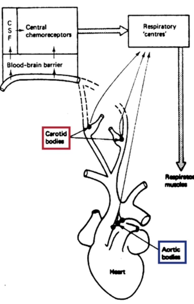 <p>Detect O₂ and CO₂; signals via cranial nerve.</p><p>- More involved in cardiovascular regulation.</p><p>- via X cranial nerve</p>