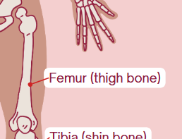 <p><span>Thigh bone</span></p>