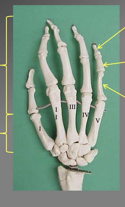 <p>What are the differrent bones of the hands. What are the different sections</p>