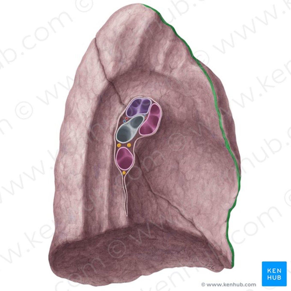 <p>this is the left lung</p><ul><li><p>boundary</p></li></ul><p></p>