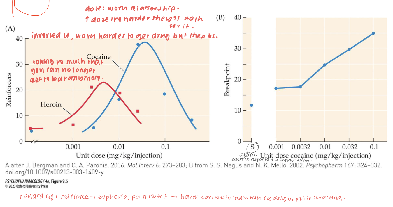 <ul><li><p><strong>Low doses</strong> are sub-threshold (not rewarding enough) → low responding; <strong>moderate doses</strong> maximize reward with tolerable side effects → peak responding; </p></li><li><p><strong>high doses</strong> produce <strong>aversive/sedating/toxic</strong> effects or rapid satiation → <strong>reduced</strong> responding.</p></li></ul><p></p>