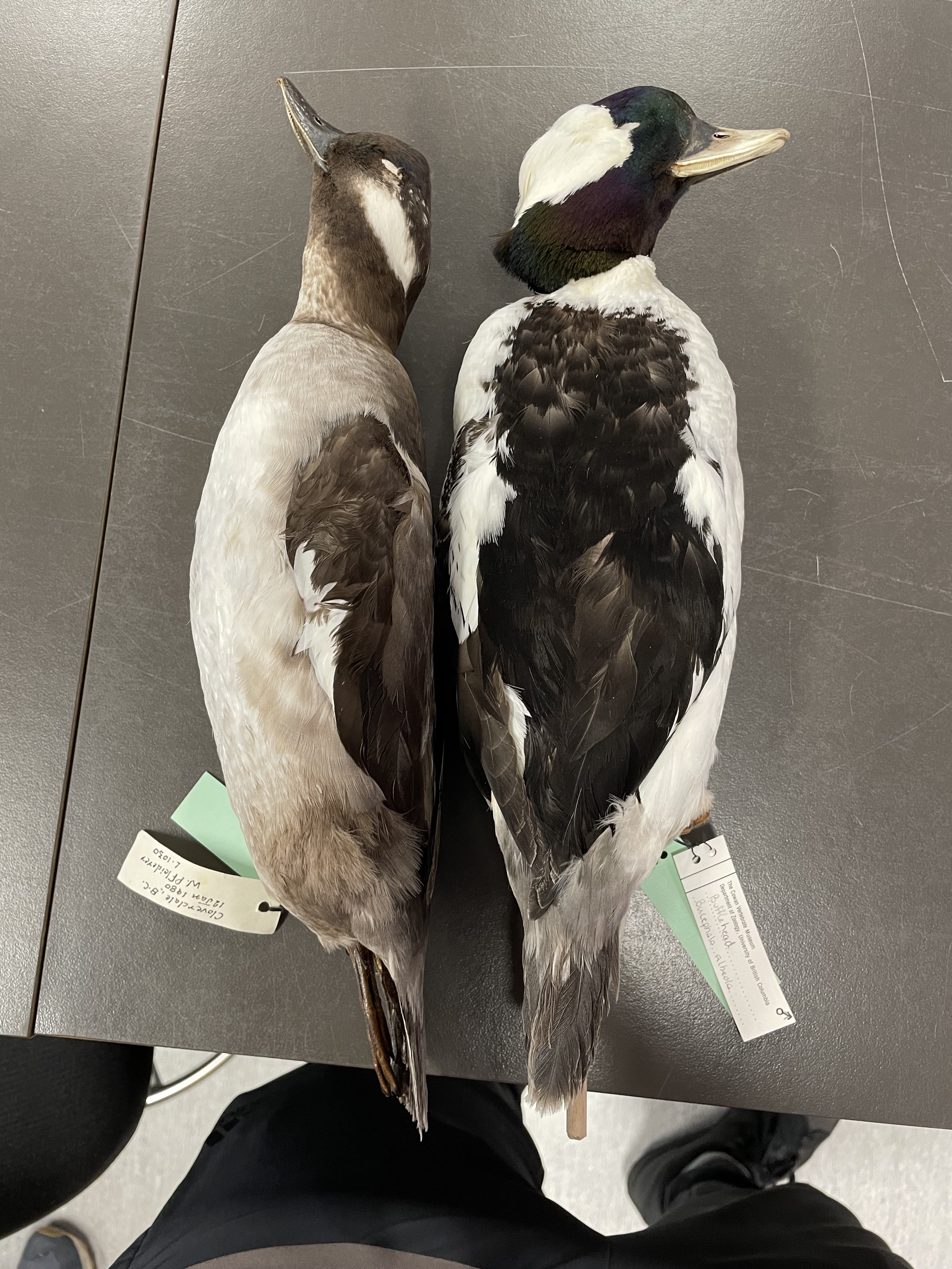 <p>White patch on back of head, white body, orange pink legs, blueish bill, colorful head</p>