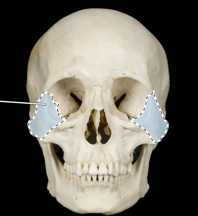 <p><strong>Zygomatic bone</strong></p>