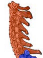 <p>Top section of vertebrae, usually 7 in number.</p>