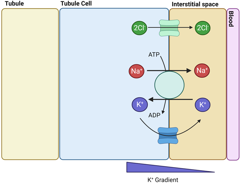 <ul><li><p><span style="font-family: "Gill Sans MT";"><strong><span>Na+/K+ ATPase</span></strong><span> moves Na+ out to interstitial space and K+ into cells</span></span></p></li><li><p><span style="font-family: "Gill Sans MT";"><span>K+ returns to interstitial fluid via K+ specific ion channels</span></span></p><ul><li><p><span style="font-family: "Gill Sans MT";"><span>Down concentration gradient</span></span></p></li></ul></li><li><p><span style="font-family: "Gill Sans MT";"><span>Cl- returns to interstitial fluid via Cl- specific ion channels</span></span></p></li></ul><p></p>