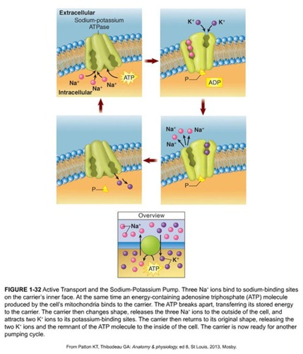 <p>An example of an active transport pump that moves potassium and sodium ions across the cell membrane.</p>