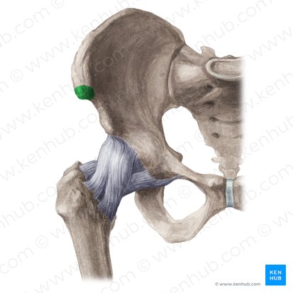 <p>Origin: sartorius &amp; TFL (partial origin) &amp; inguinal ligament</p>