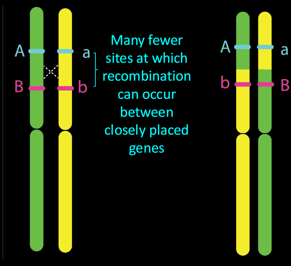 <p>-The closer together two genes are on a chromosome, the lower the probability of recombination</p><p>-<span>Much more narrow range of equivalent recombinants</span></p>
