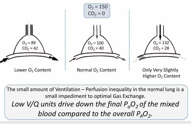 <p>-drives down the arterial P<sub>a</sub>O2</p>