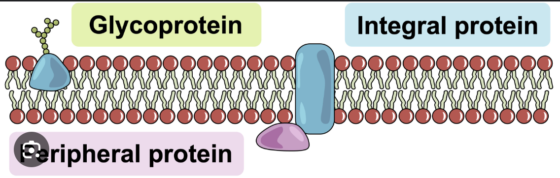 <p>Peripheral proteins</p>