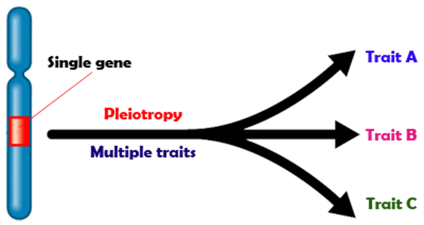 <p>A single gene having multiple effects on an individuals phenotype (ex. sickle cell and cystic fibrosis)</p>