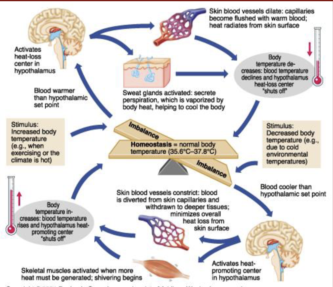 <p>The following image is what kind of feedback loop?</p>