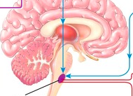 <p>finns i medulla oblongata</p>