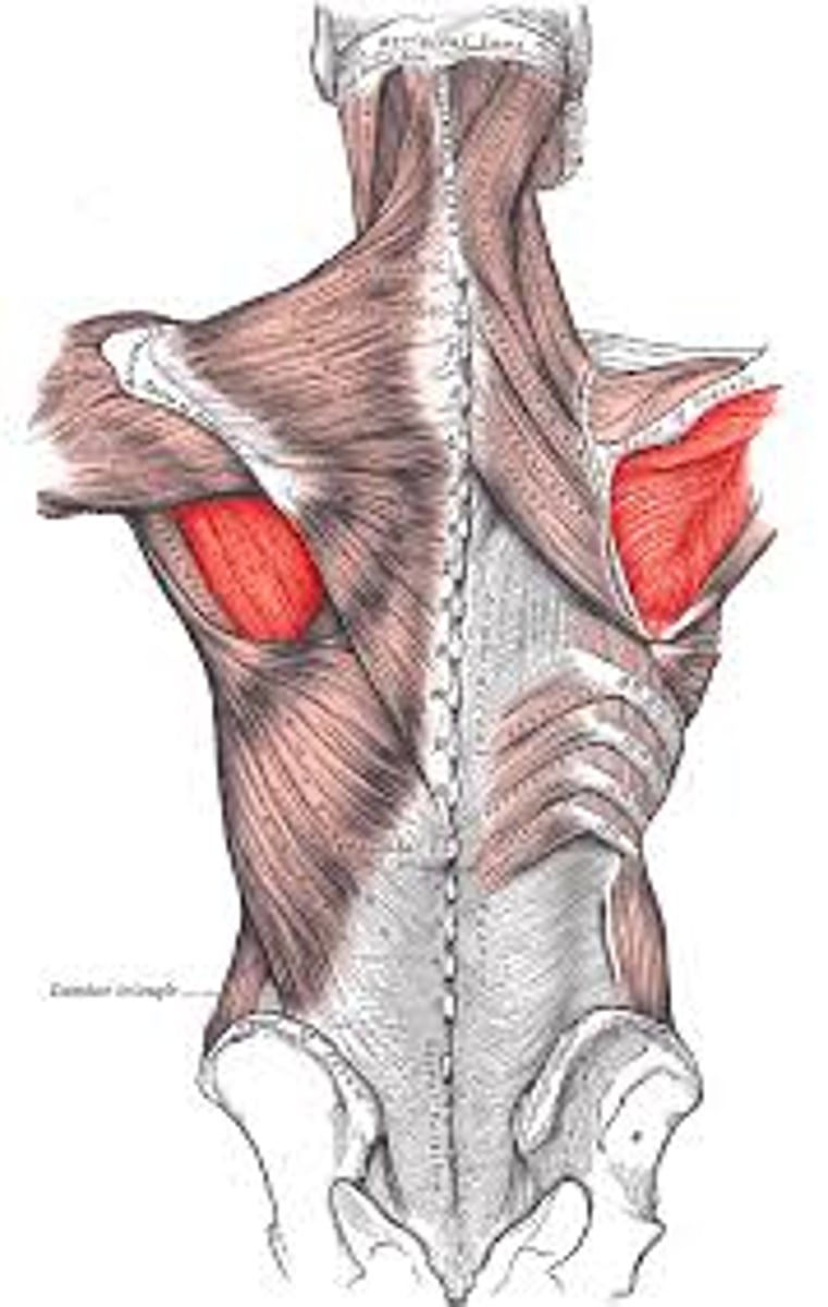 <p>posterior, sits on scapula bone below spine of scapula in infraspinous fossa</p>