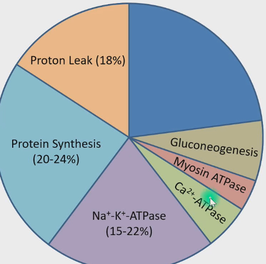 <ul><li><p>Proton leak (18%)</p></li><li><p>Protein synthesis (20-24%)</p></li><li><p>Na+-K+-ATPase (15-22%)</p></li></ul><p></p>