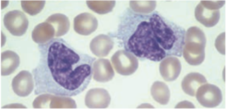 <p>Monocytes / Macrophages location &amp; names: </p><p><span style="font-family: Corbel, sans-serif">Connective Tx: </span></p>