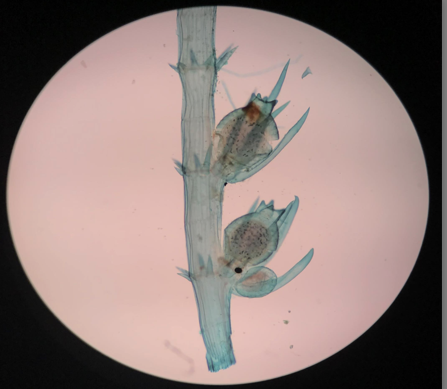 <p>Type of chlorophyte</p><p>Freshwater green algae</p><p>Develop CaCO3 on their cell walls</p><p>“Stonewart”</p><p>Most closely related group of green algae to land plants - evidenced by genetic data</p>