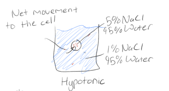 <p>Lower solute conentration than inside cell</p>