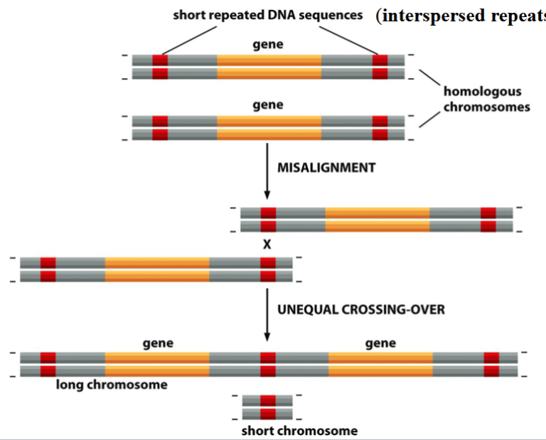 <p>short repeated sequences within homologous chromosomes mauy cause misalignments and unequal crossing over</p><p>these interspersed repeats are non-coding, scattered throughout the genome</p><p>unequal crossing over → chromosomes with altered sizes and genetic contents</p>