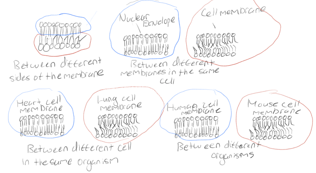 <p>Between different sides (faces of the same membrane</p><p>Between different membranes in the same cell</p><p>Between different cells in the same organism</p><p>Between different organisms</p>