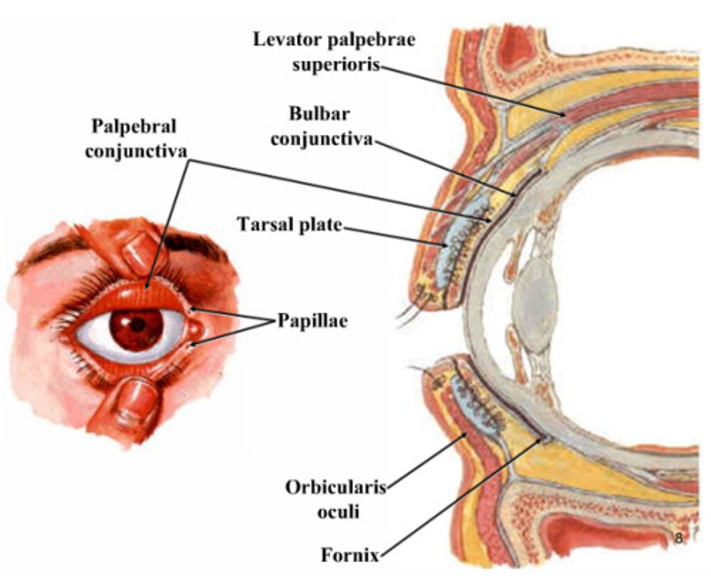 <p>is connected to the levator palpebrae</p>