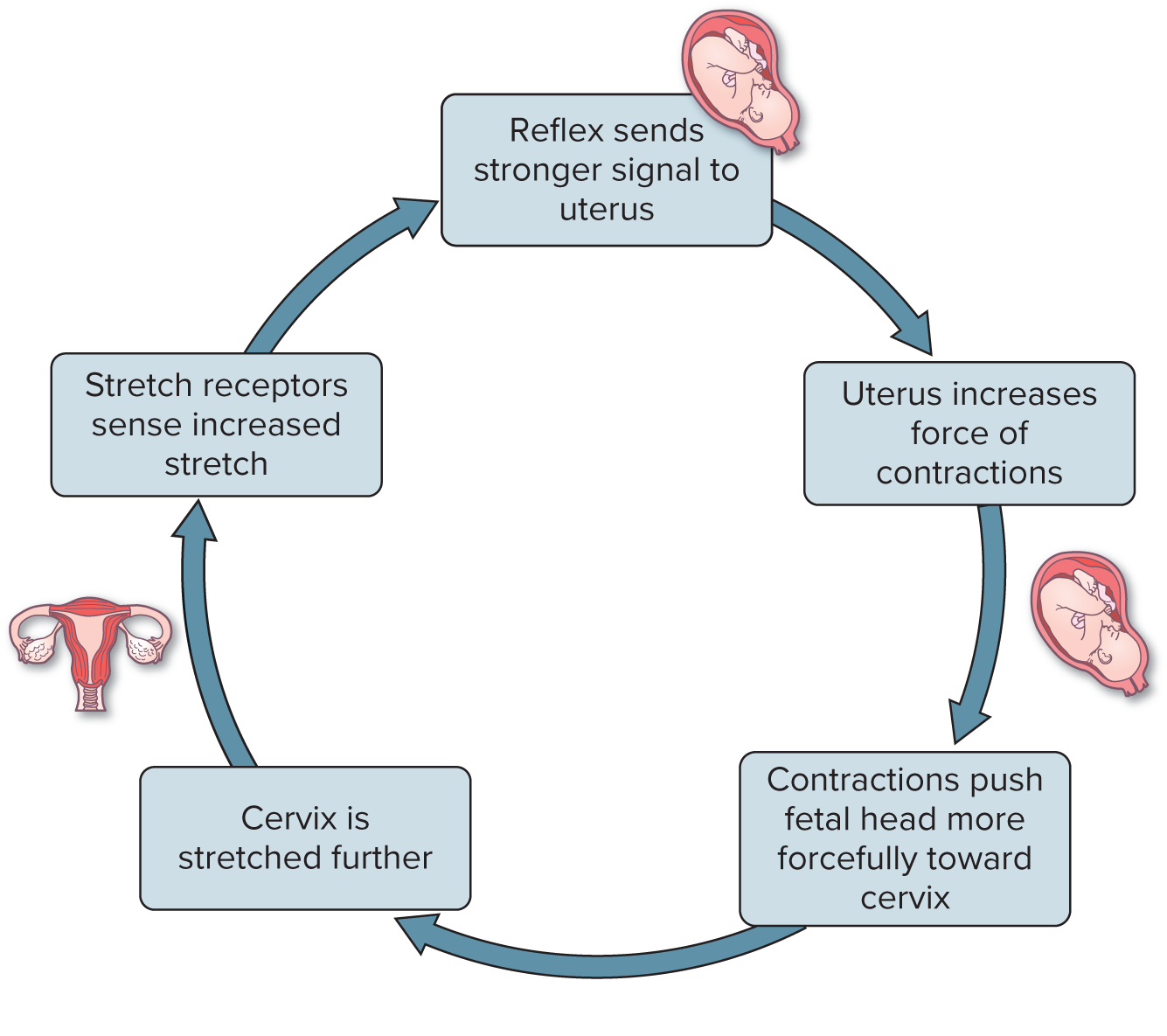 <p>Process by which changes cause additional similar changes, producing unstable conditions. Since the deviation from the set point is amplified it is Positive (similar). EX: blood clotting to stop wounds.</p>