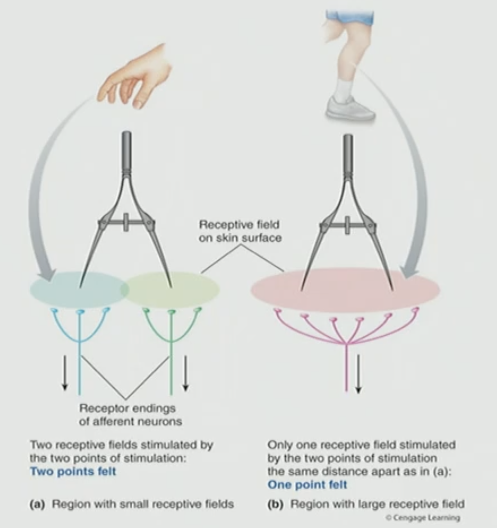 <p>True, this means if you put a stimuli on your back will you know exactly whats going on back there? no you would not so there is less acuity/sensitivity (precision to detect stimuli)</p>