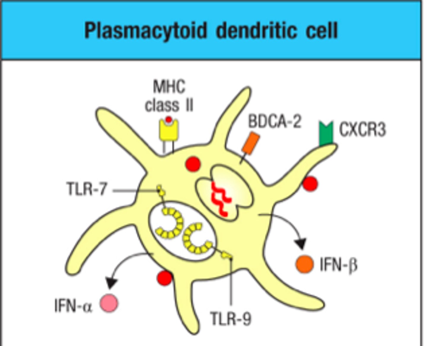 <p>Dendritic cells can release ____________ which launch an on virus (sometimes prescribed as an antiviral medication)</p>