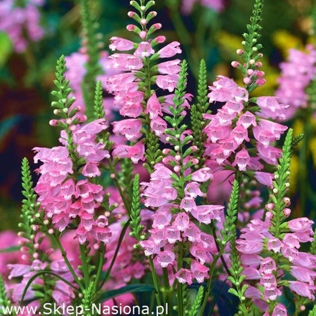 <p>Słońce, rabata, kwiat cięty</p>