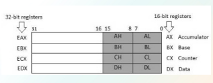 <p>4 32-bit data registers are used for arithmetic, logical, and other operations</p><p>As complete 32-bit data registers: <strong>EAX, EBX, ECX, EDX. </strong></p><ul><li><p>Lower halves of the 32-bit registers can be used as four 16-bit data registers: <strong>AX, BX, CX and DX. </strong></p></li><li><p>Lower and higher halves of the abovementioned four 16-bit registers can be used as eight 8-bit data registers: <strong>AH, AL, BH, BL, CH, CL, DH, and DL.</strong></p></li></ul>