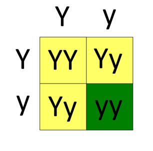 <p>What did Mendel observe in his pea plant experiments?</p>