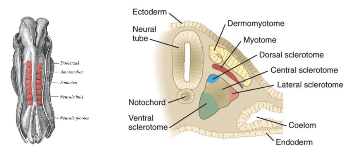 <p><strong>the process by which somites form</strong><span>. Somites are bilaterally paired blocks of paraxial mesoderm that form along the anterior-posterior axis of the developing embryo in segmented animals. In vertebrates, somites give rise to skeletal muscle, cartilage, tendons, endothelium, and dermis.</span></p>