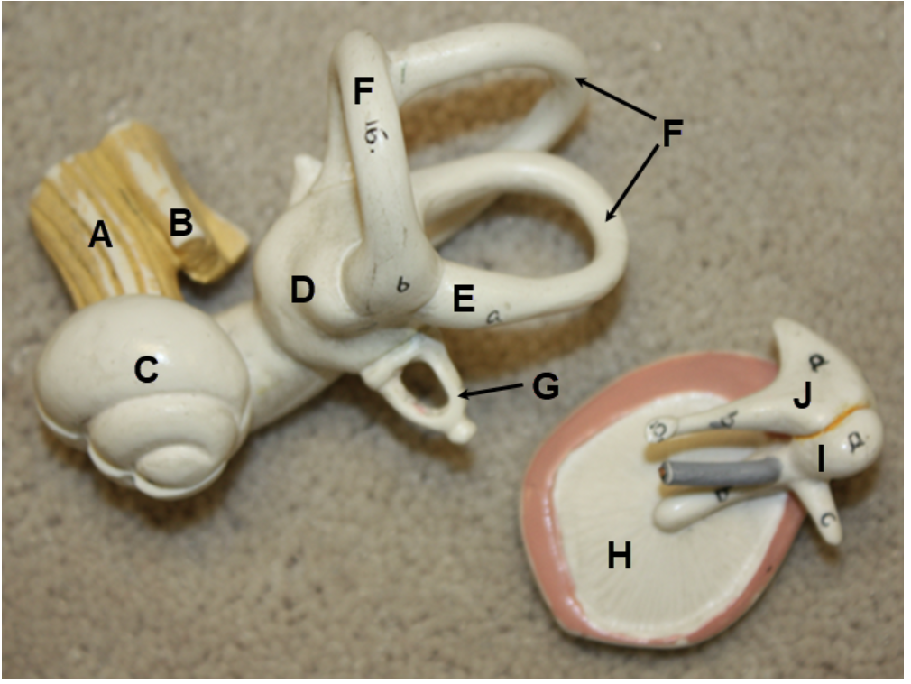 <p><span><span>In the image above, identify structures A-J.&nbsp; For K, name the structure that consists of A and B together.</span></span></p>