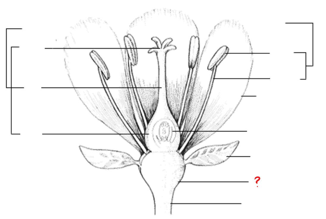 <p>identify the part labeled with a question mark; <span>part of a flower stalk where the parts of the flower are attached</span></p>