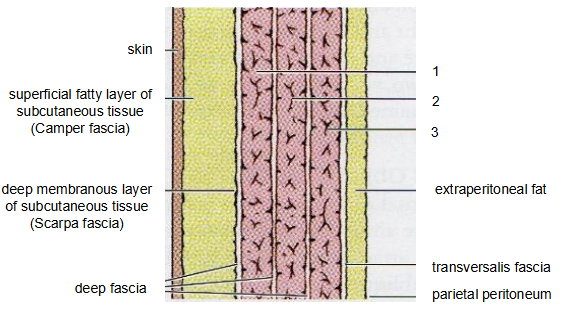 <ol><li><p>Skin </p></li><li><p>Superficial fascia</p><ul><li><p>Camper’s fascia - fatty layer of sub cut tissue</p></li><li><p>Scarpa’s fascia - membranous layer</p></li></ul></li><li><p>Deep fascia between muscles</p></li><li><p>Muscular layer</p><ul><li><p>External oblique</p></li><li><p>Internal oblique</p></li><li><p>Transversus abdominis</p></li></ul></li><li><p>Transversalis fascia</p></li><li><p>Extraperitoneal fat</p></li><li><p>Parietal peritoneum</p></li></ol><p></p>