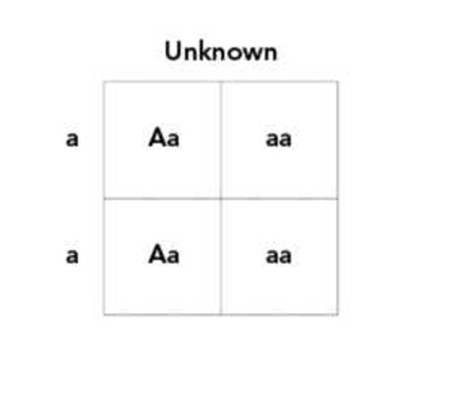 <p>An organism with an unknown genotype is crossed with another organism that shows the recessive trait (aa). The Punnett square above shows the results. Which of the following is the unknown genotype?</p>