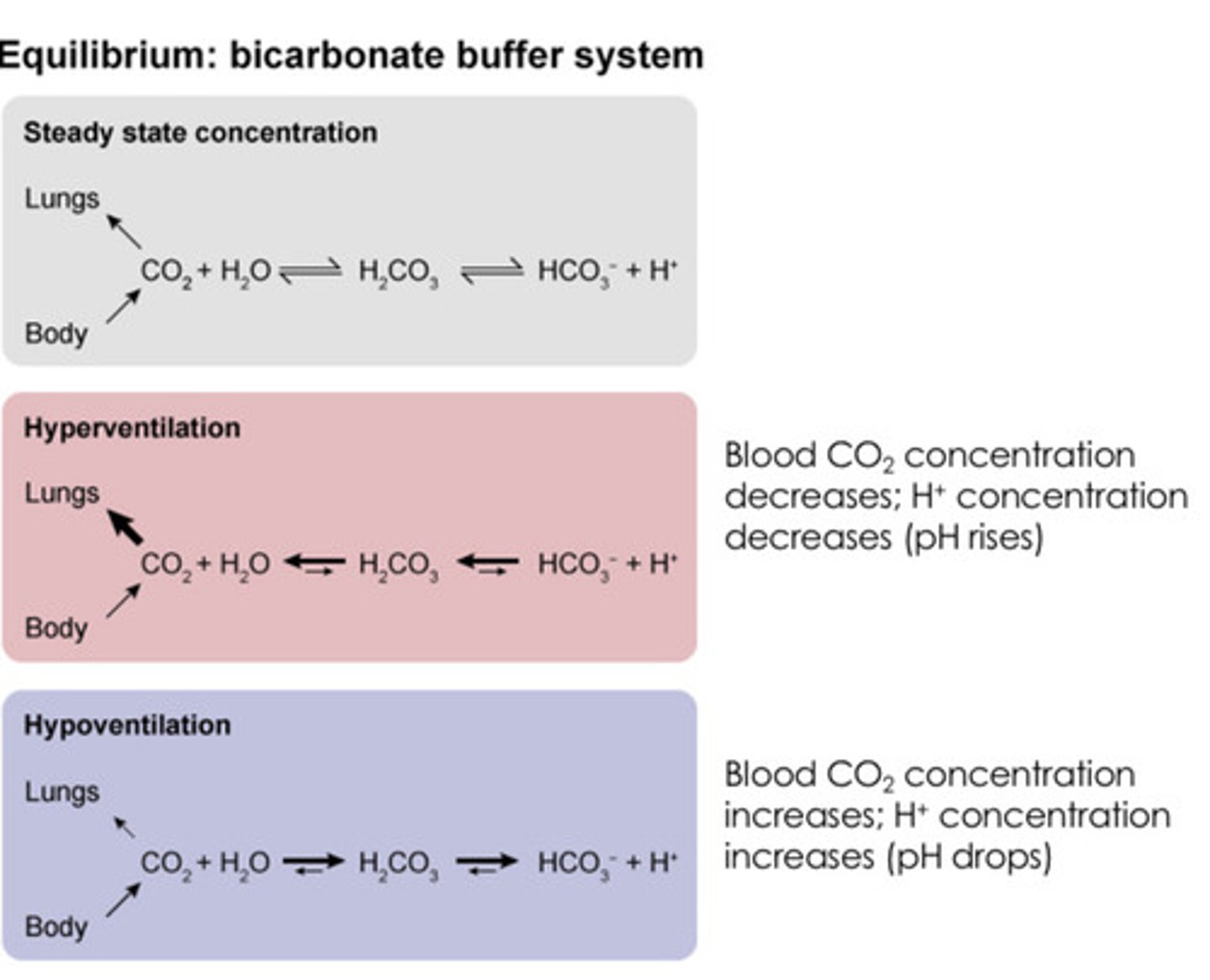 <p>Co2 + H2O &lt;-&gt; H2Co3 &lt;-&gt; HCO3- + H+</p><p>Co2 levels increase due to more carbon dioxide being retained in the body (hyperventilation)</p><p>Co2 + H2O &lt;-&gt; H2Co3 &lt;-&gt; HCO3- + H+</p><p>H2Co3 levels increase due to more carbon dioxide being retained in the body</p><p>Co2 + H2O &lt;-&gt; H2Co3 &lt;-&gt; HCO3 + H+</p><p>Bicarbonate and hydrogen levels increase due to higher H2Co3 levels</p><p>Co2 + H2O &lt;-&gt; H2Co3 &lt;-&gt; HCO3 + H+</p><p>Since H+ levels increase, pH becomes more acidic (lower pH)</p>
