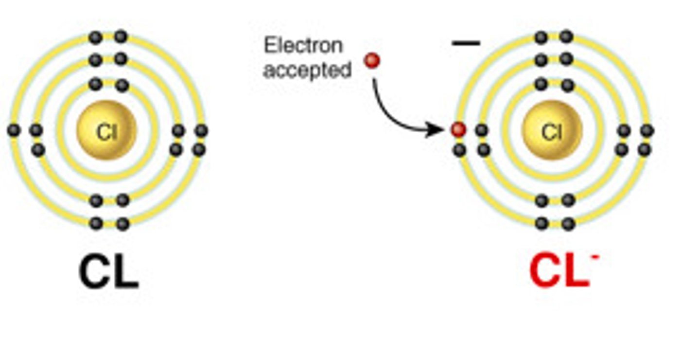 <p>Atoms that have GAINED electrons</p><p>Electrons have a NEGATIVE CHARGE. When an atom gains electrons, there are more electrons than protons</p>